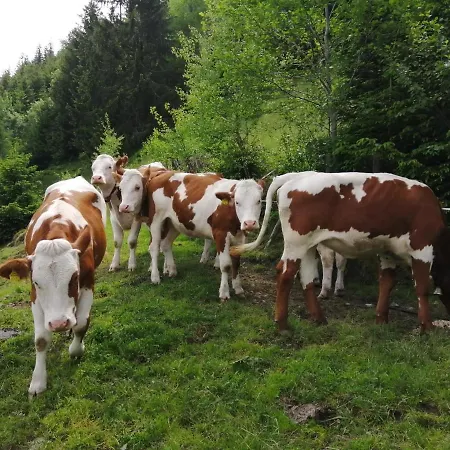 Hintergugg Mittersill