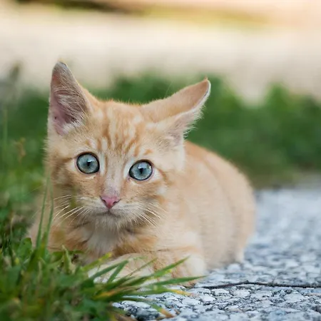 Hintergugg Lantgård *