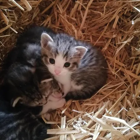 Hintergugg Lantgård