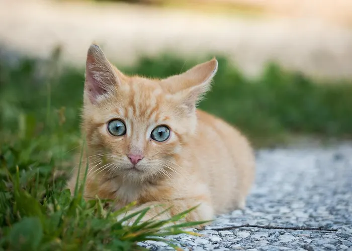 Hintergugg Gospodarstwo agroturystyczne *