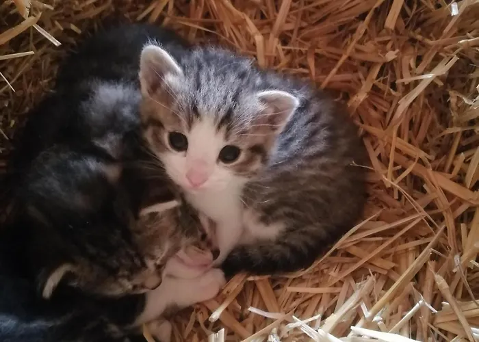 Hintergugg Gospodarstwo agroturystyczne